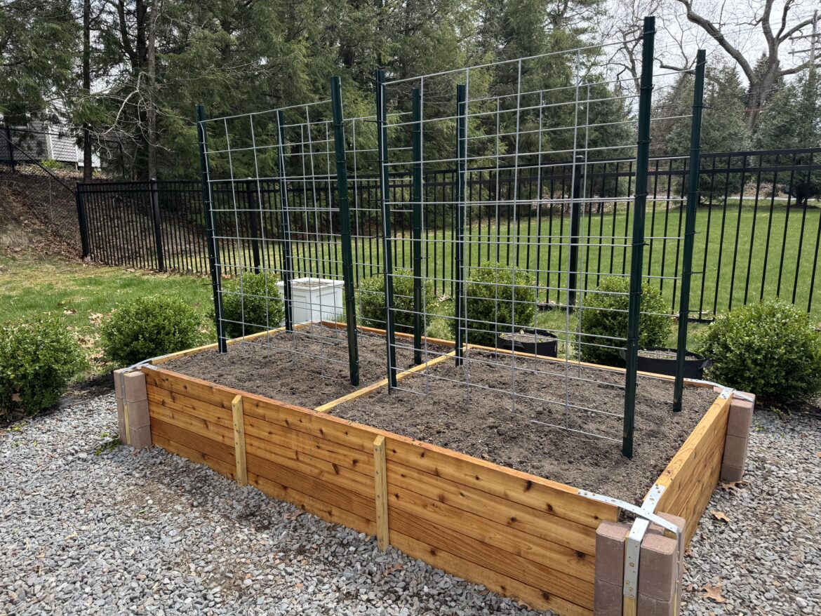 Put up some cattle panel trellises today!