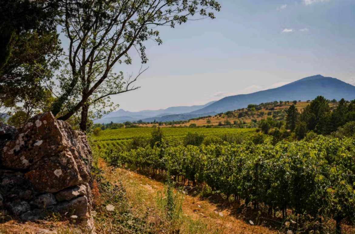 UK wine buyers on why the Pays d’Oc IGP is gift that keeps on giving