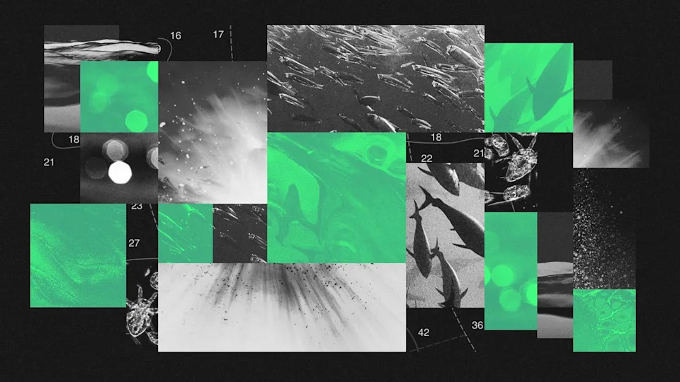  Photo composite illustration of plankton, fish schools, particles floating in the ocean and light penetrating the waves. 