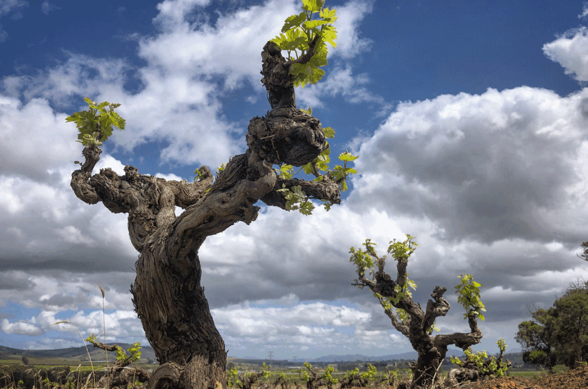 Bellevue Pinotage vines planted in 1953, Stellenbosch, South Africa