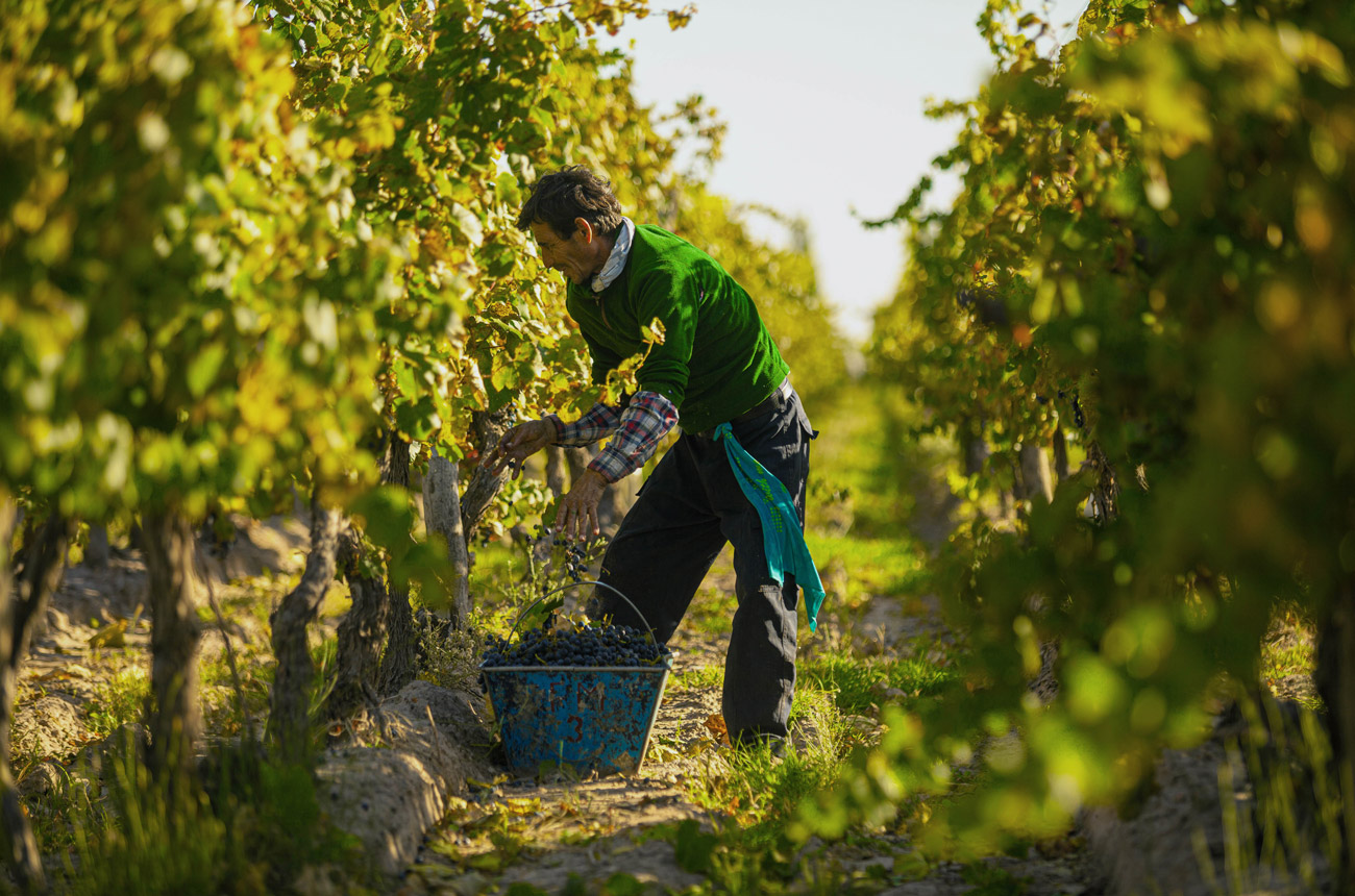 A man picking grapes in a vineyard