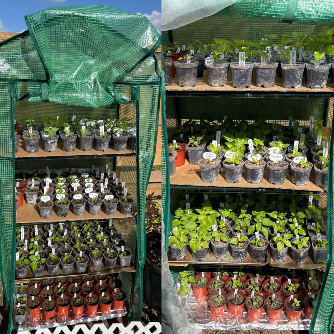 1.5 weeks in the greenhouse