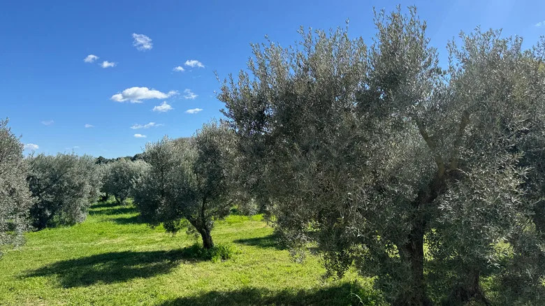 French olive tree grove, sunny day