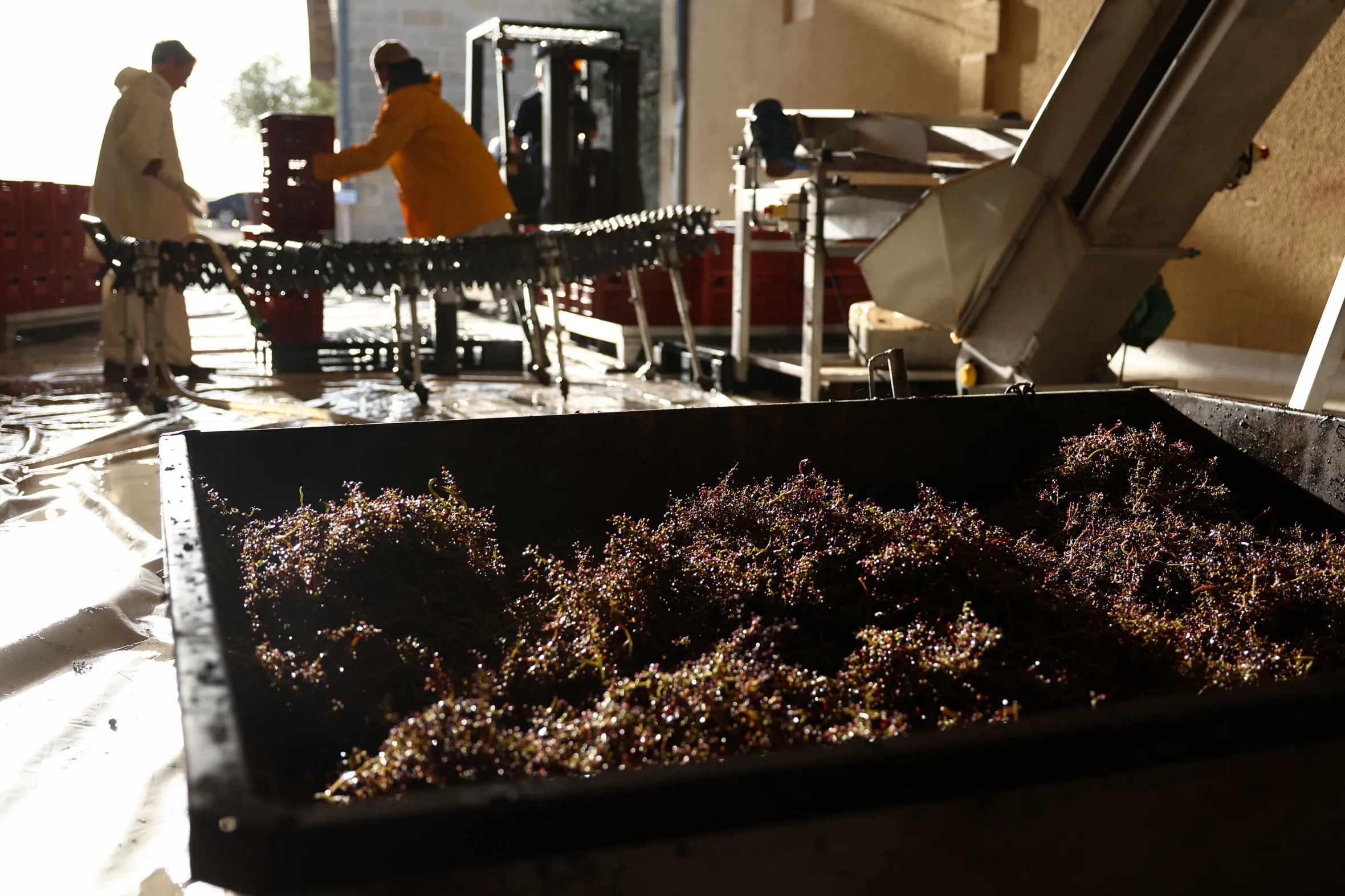 Freshly sorted grapes in a container during wine harvest.