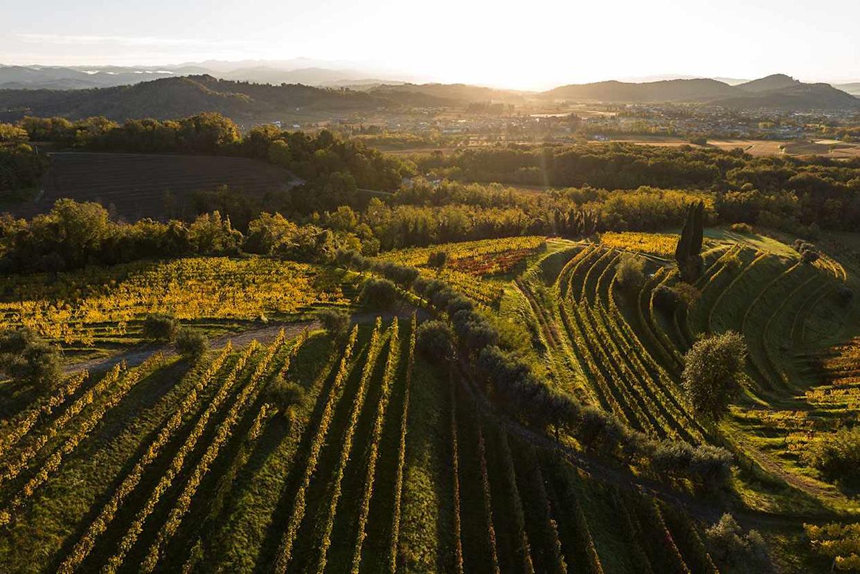 Credit: Courtesy of Livio Felluga Winery