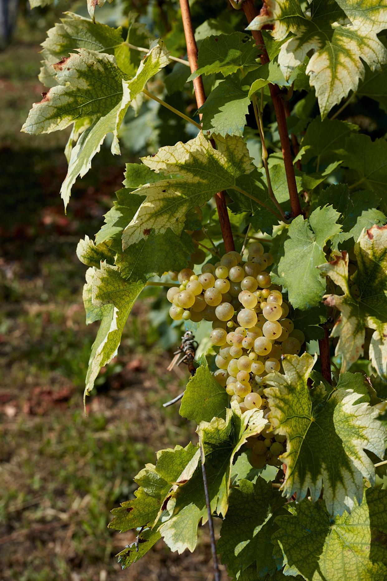 A close-up of a hand of grapes on the vine.