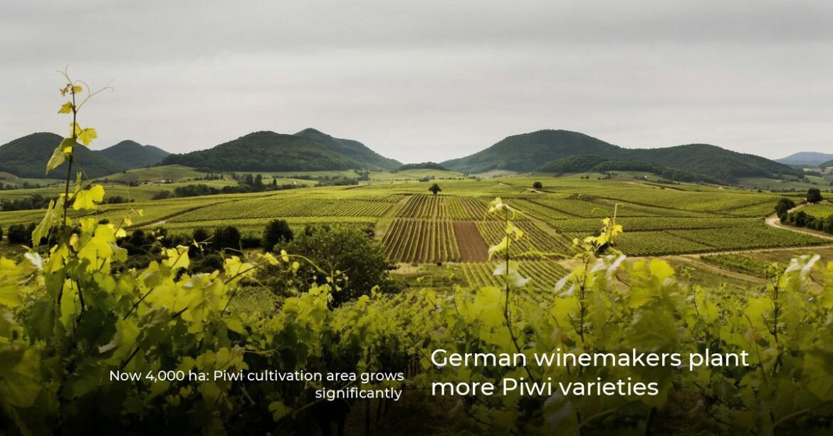 German winemakers plant more Piwi varieties