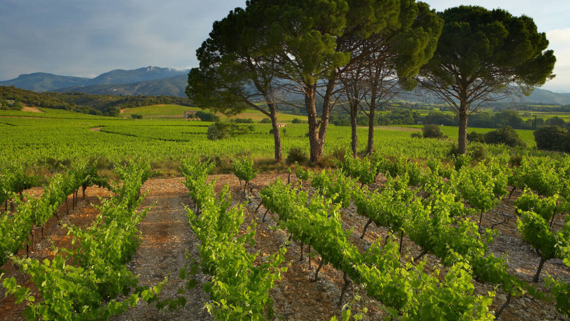France to uproot 28,000 hectares of vineyards in major overhaul