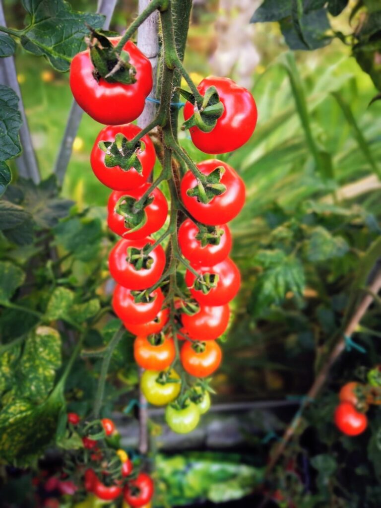 A pleasing colour gradient on this truss from last year.