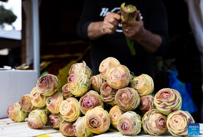 A vendor peels artichokes during a Roman artichoke festival in Ladispoli, Italy, April 10, 2026. The annual festival celebrating the harvest of the Roman artichoke kicked off on Friday. (Xinhua/Li Jing)