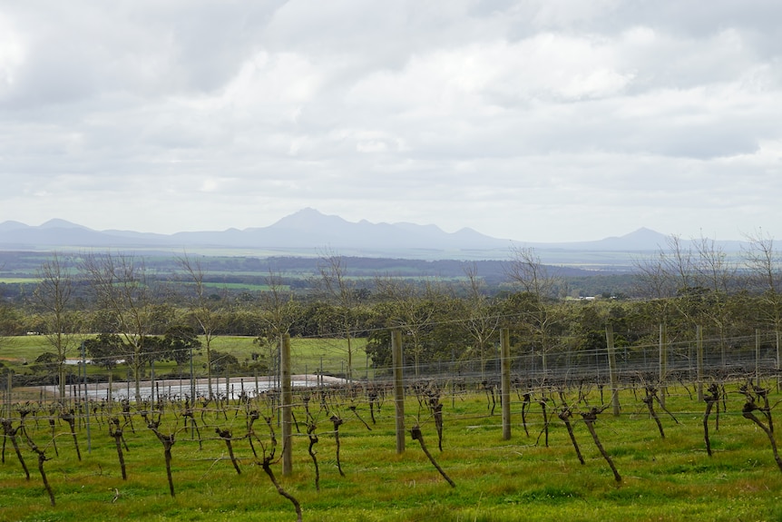 Bare vines in a vineyard beneath an overcast sky.