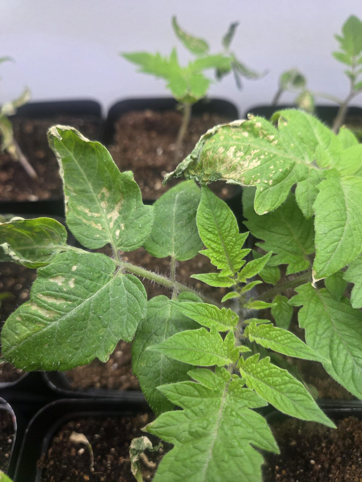 Took my tomatoes outside the last few days and now they look like this. Was it too much direct sunlight?