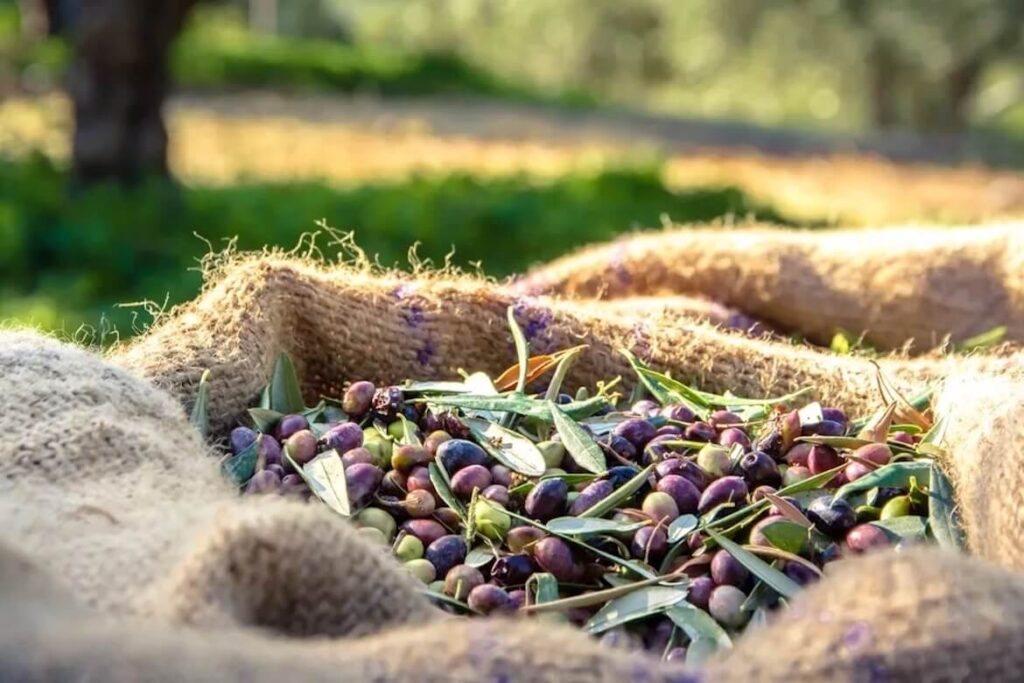 The History of Olive Oil in Greece