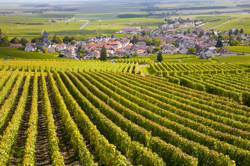 Burgundy is one of the regions where excess wine will be distilled into ethanol due to oversupply. Photograph: Getty Images