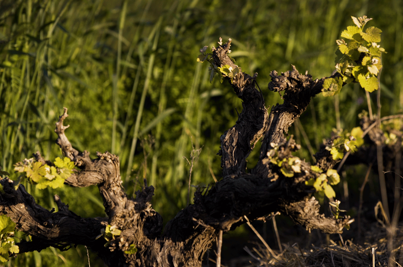Kaapzicht Kliprug Chenin Blanc old vine South Africa
