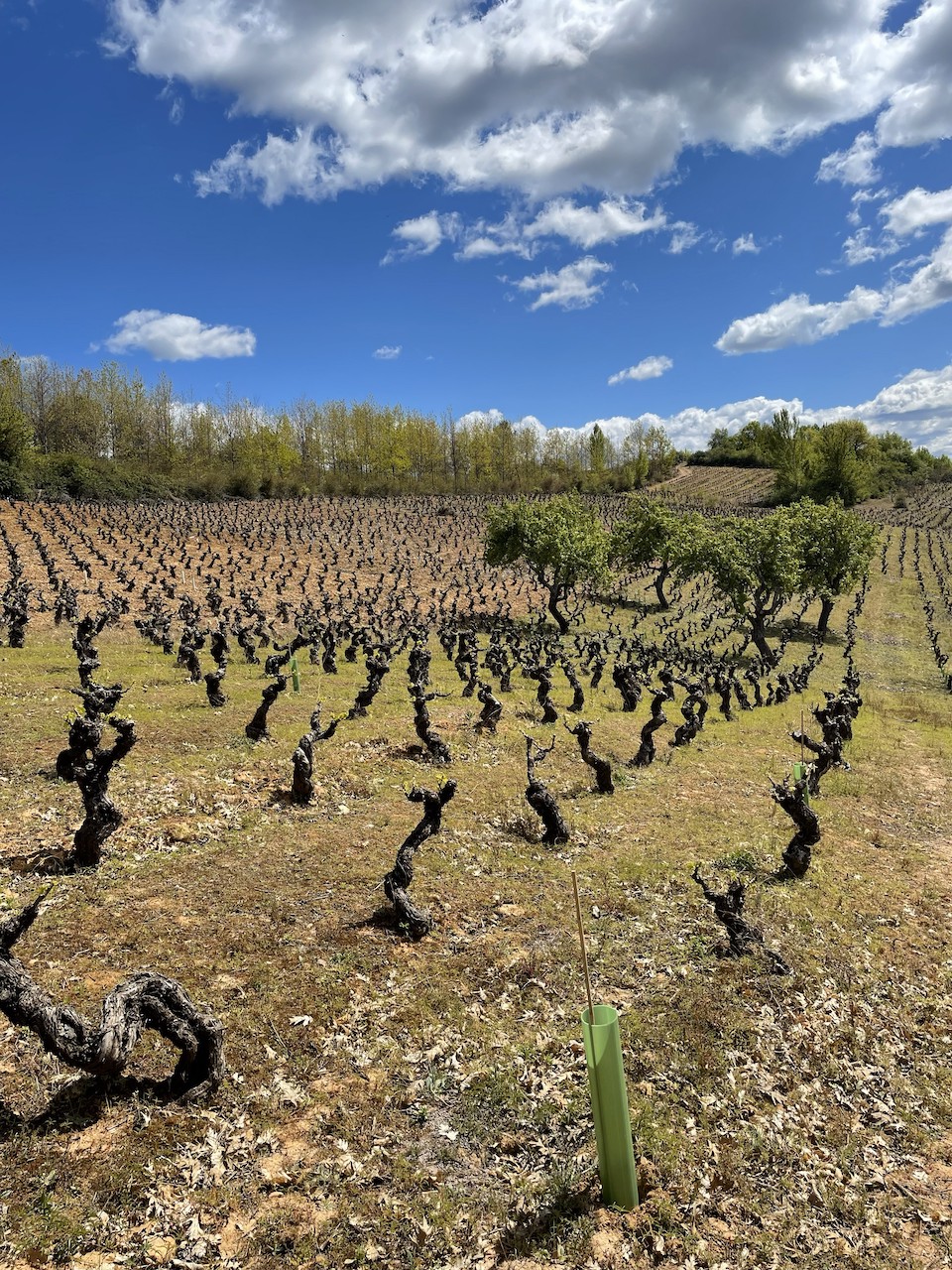 César Márquez, César Márquez Is Redefining Spanish Wine Through Bierzo’s Old Vines