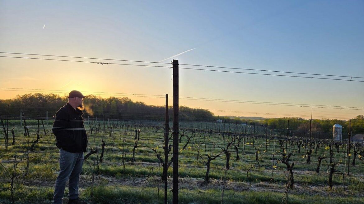'Widespread devastation': Frost damages grape buds across multiple Eastern states