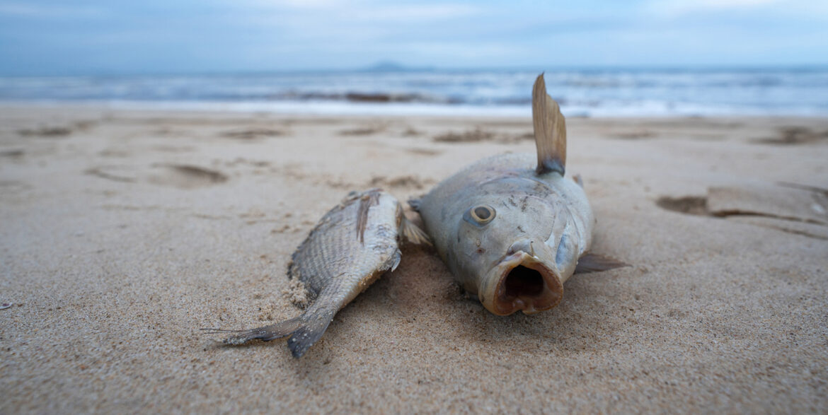 Fish Fry: Warming Ocean Waters Cook Marine Life