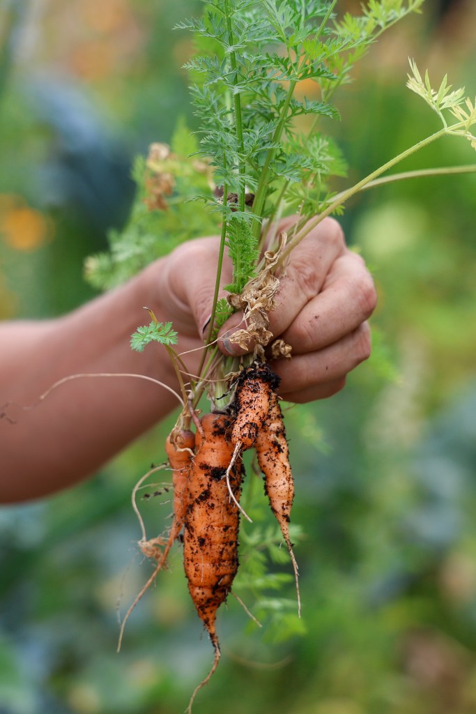 Carrots plucked fresh from the ground at Heart and Soil People’s Garden on March 31, 2026, in Phoenix, Ariz. Community members can plant their own choice of fresh fruits, vegetables, flowers, and more at the people’s garden and harvest the items for themselves. (Allison Kotzbauer/Cronkite News)