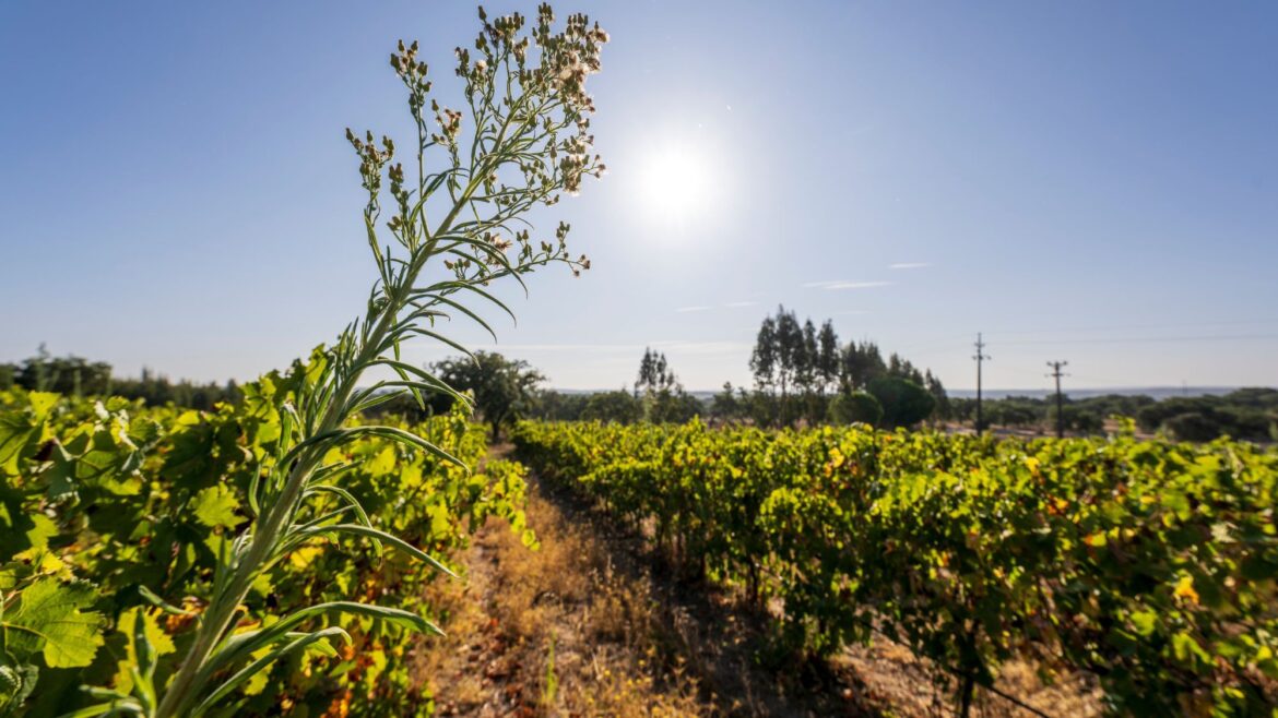 The wines of Portugal’s Alentejo region