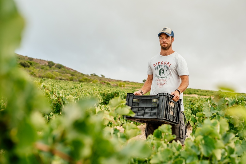 Swartland at 40: From Bulk Wines to World-Class Brilliance in South Africa’s Olive & Wine Heartland Swartland