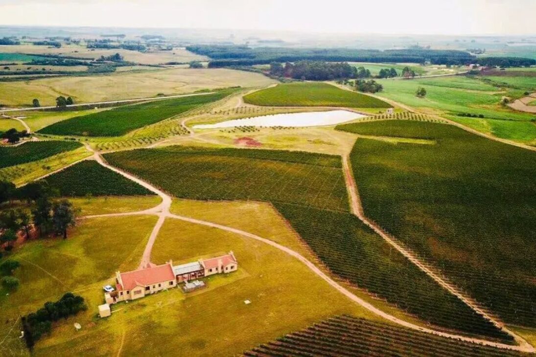 Galvão Bueno, legend of Brazilian TV, returned to SBT and takes care of a farm in RS with award-winning wines, olive oil, and cattle. Discover the property.