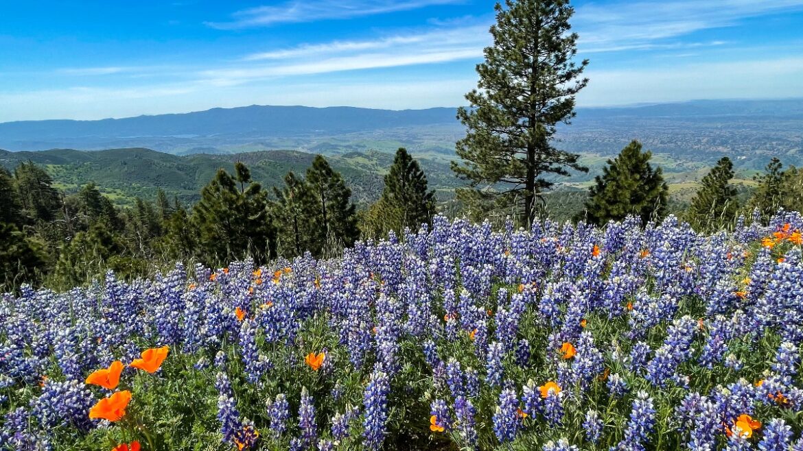 Los Olivos, California, Offers Wine, Art and Lavender Fields