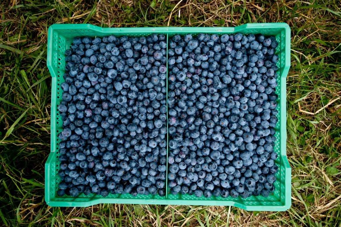 Seis productos chilenos que están conquistando el mundo