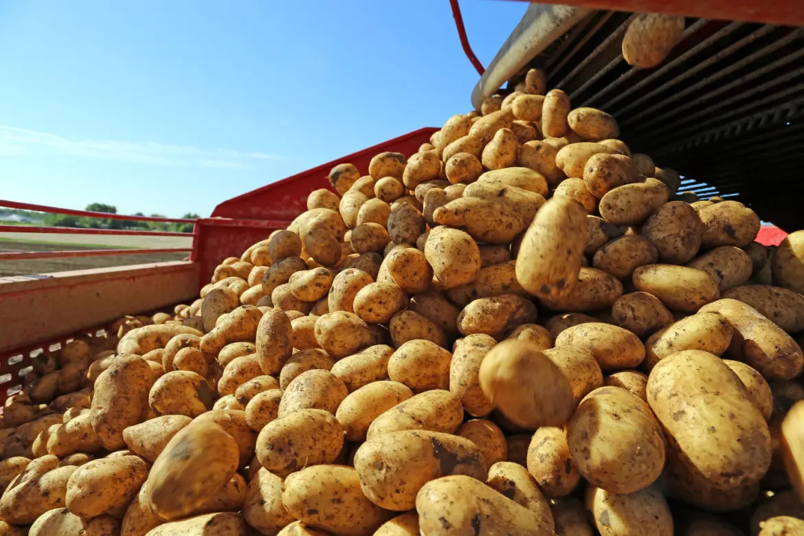 A photo of a lot of potatoes in a truck at harvest time