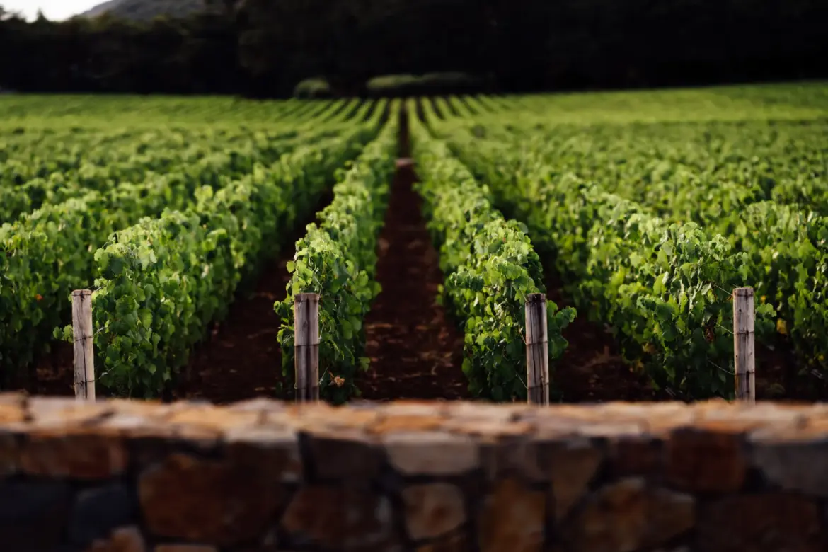 Luxury Wines: How Chanel Is Expanding Its Group