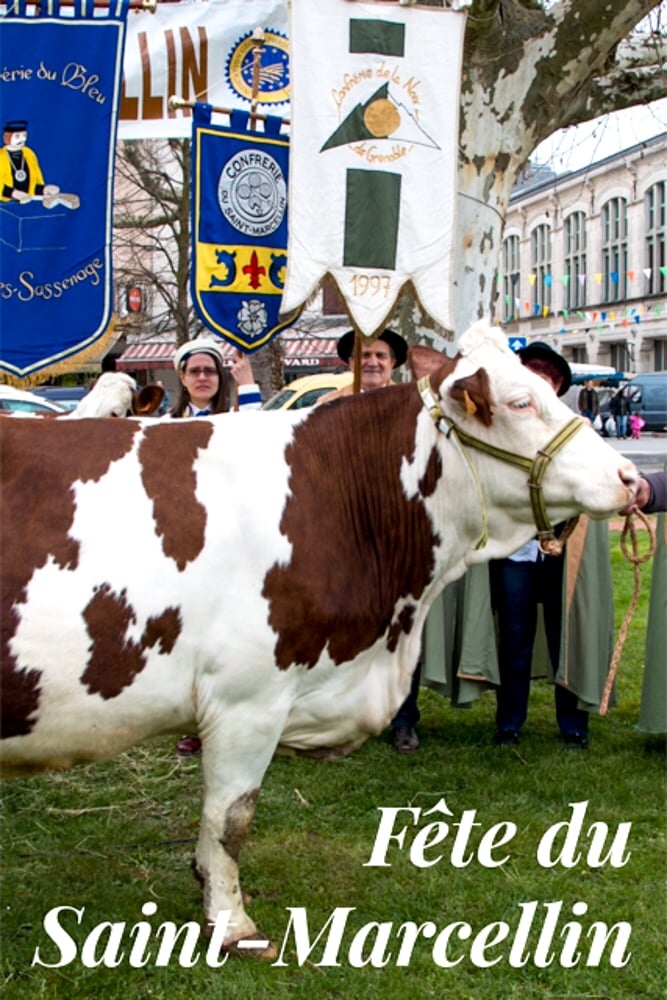 Pinterest image: image of cow with caption ‘Fête du Saint-Marcellin’