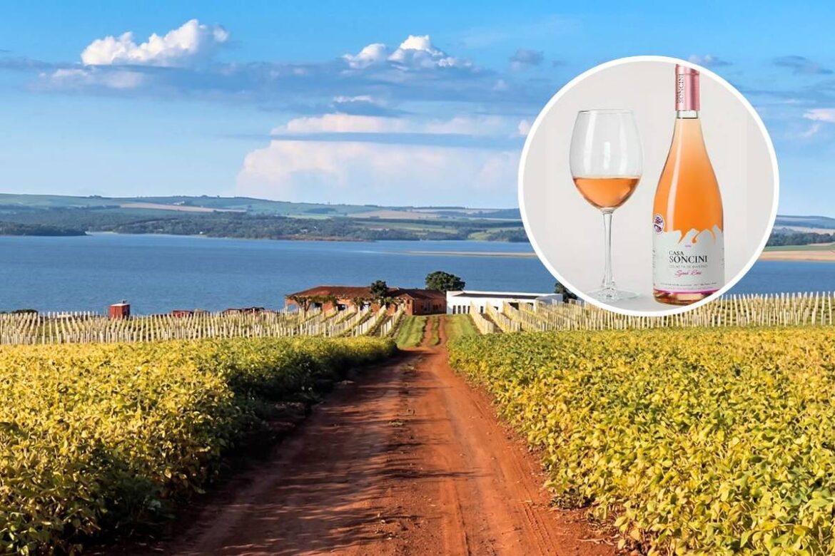 Wine from the interior of São Paulo wins gold medal in France and outshines European labels in historic awards ceremony