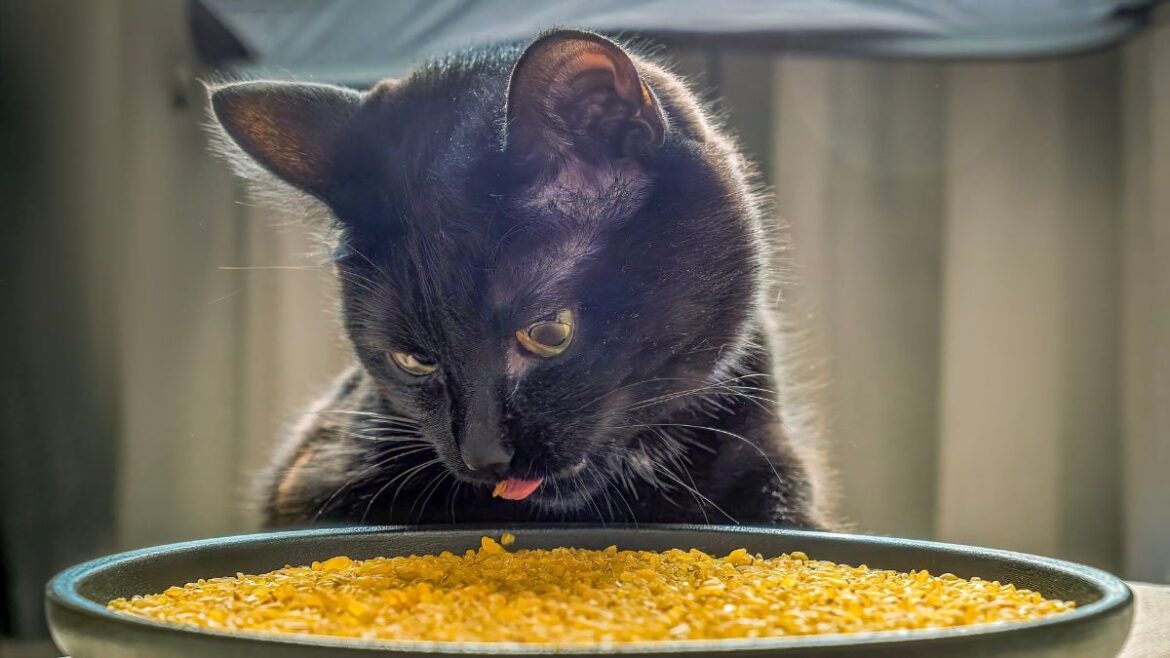 Scientists Discover Why Cats Suddenly Stop Eating Their Food : ScienceAlert