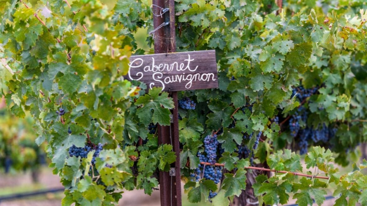 California's Wine Grape Acreage Drops in 2025 As Industry Struggles Continue, New Report Shows