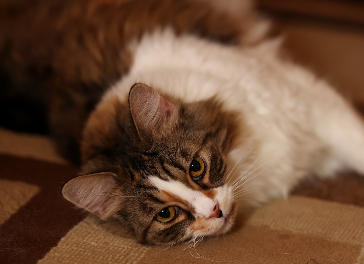 Betty Strickland’s cat Leah stretches out on the carpet at home in Dorchester on March 26.