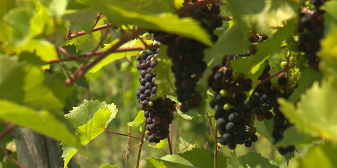 Vt. vineyards applaud possible federal recognition to boost wine industry