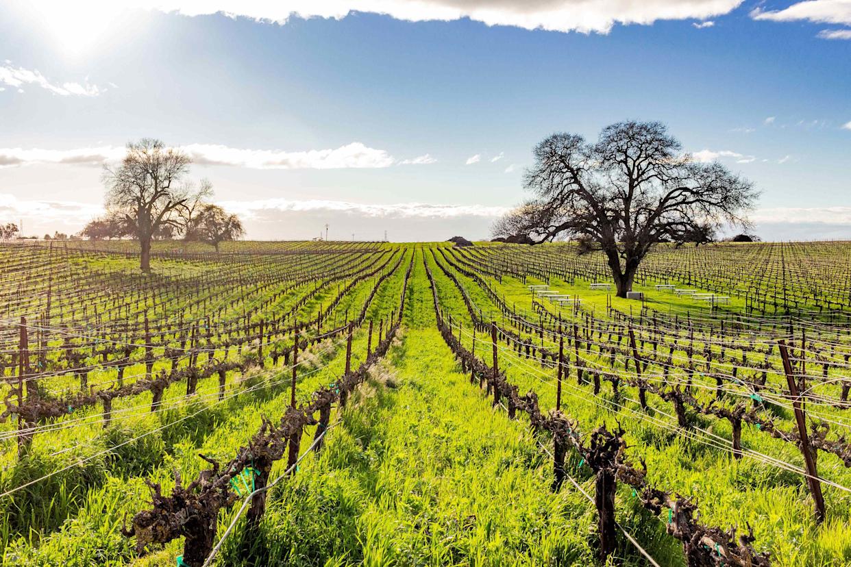 Credit: Courtesy of Bokisch Vineyards