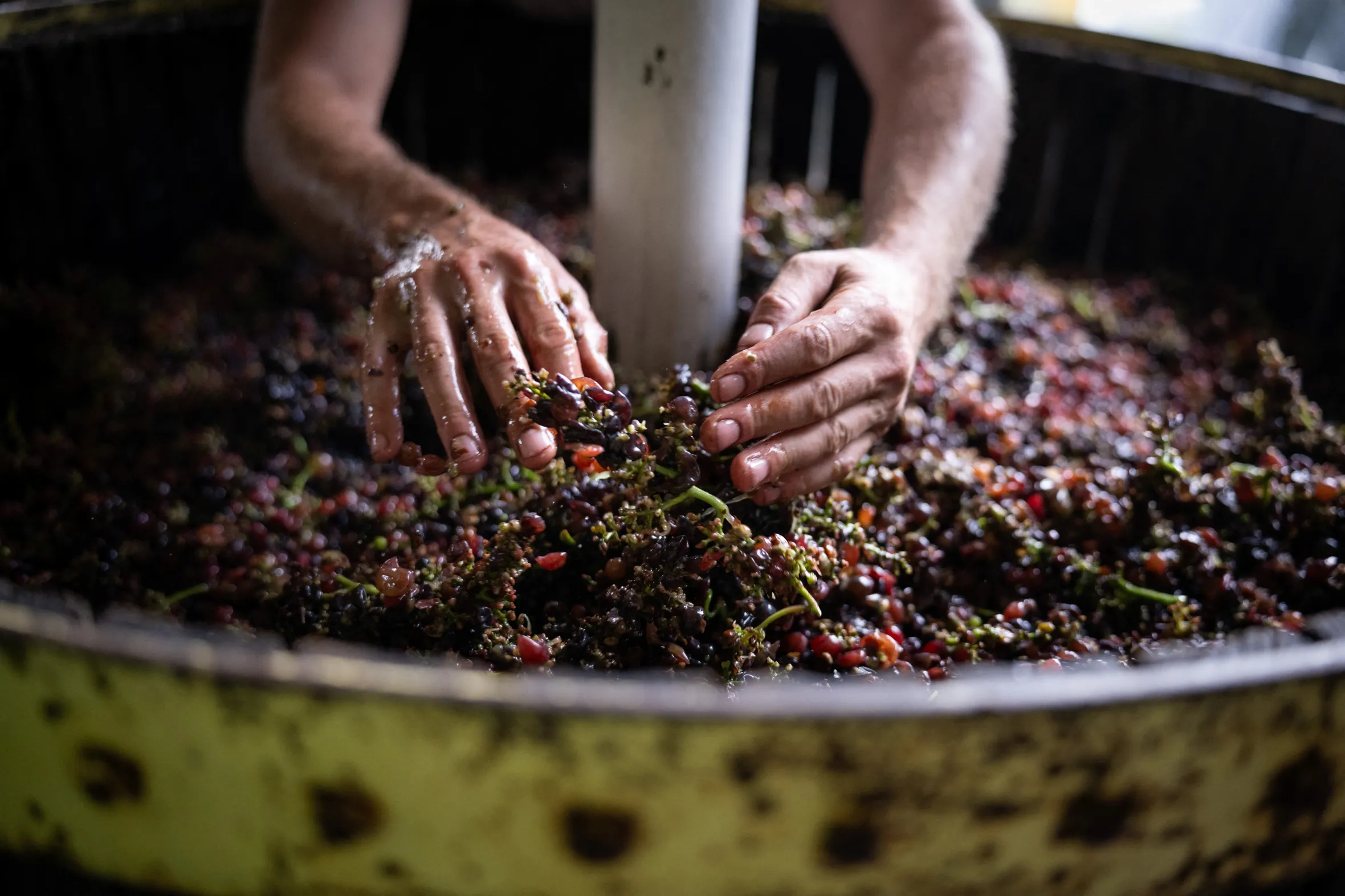 A winemaker's hands sorting grapes in a manual wine press.