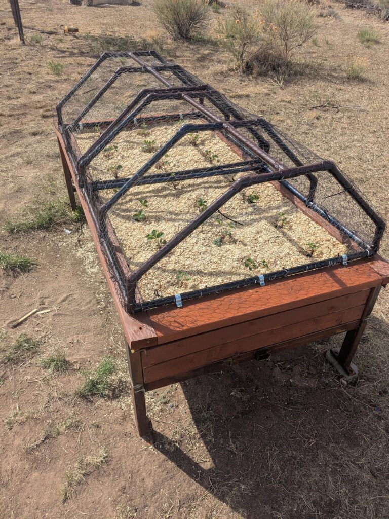 Check out my new strawberry jail!