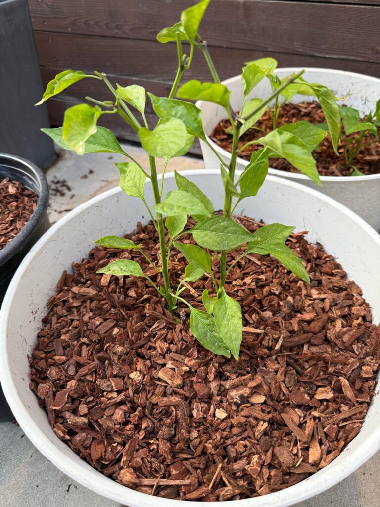 Advice needed! My shishito peppers came two to a cup, and the roots were too woven for me to safely separate. Should I see how they do, or should I trim one at the base?