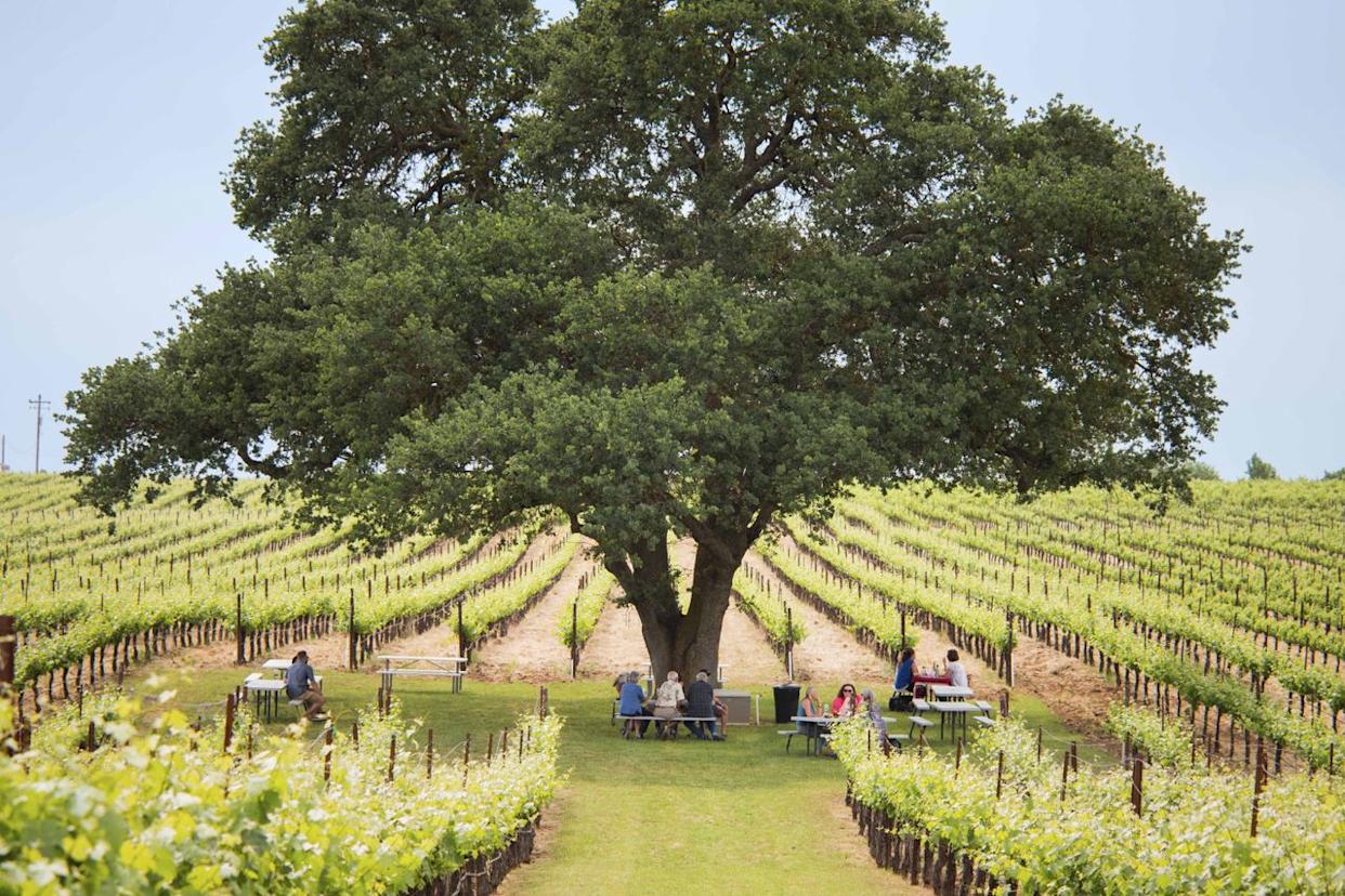 Bokisch Vineyards in Lodi, CaliforniaCredit: Courtesy of Bokisch Vineyards