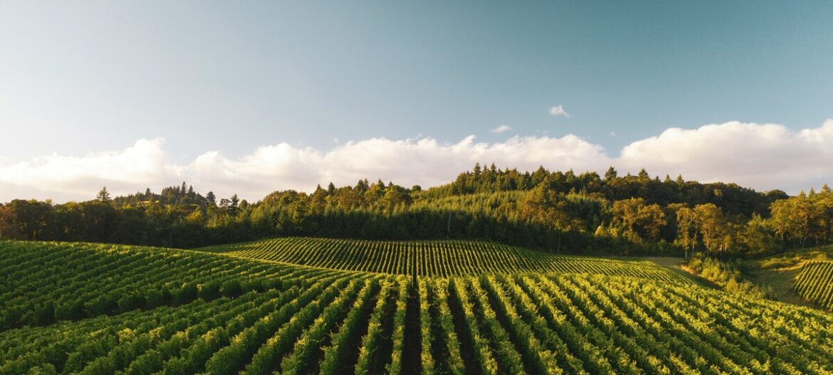 Loire Valley Wines, by Dan Berger