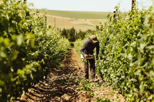 Credit: Photo by Ben Lindbloom for The Walls Vineyards