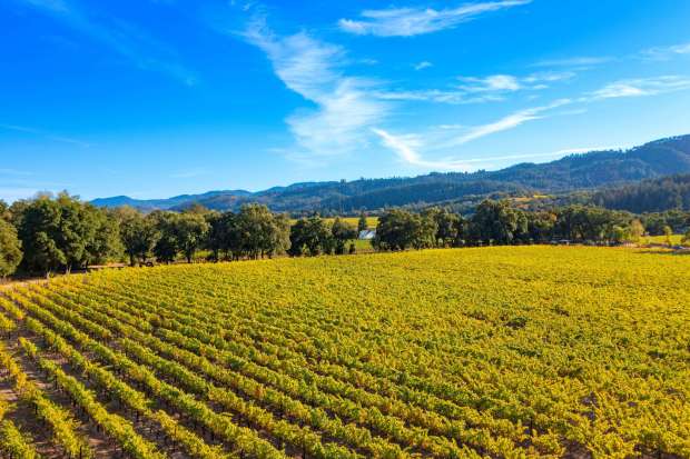 A St. Helena estate at 1010 Big Tree Road that once housed the Charles Shaw Winery is listed for $35 million. (Ned Bonzi)