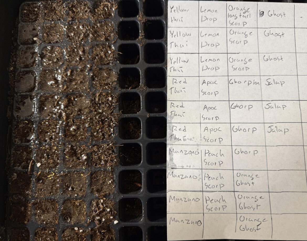 Kind of a late start, but I finally sowed my 2026 peppers!