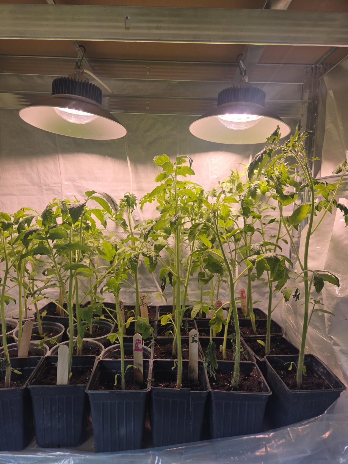 Tomatoes Too Spindly?