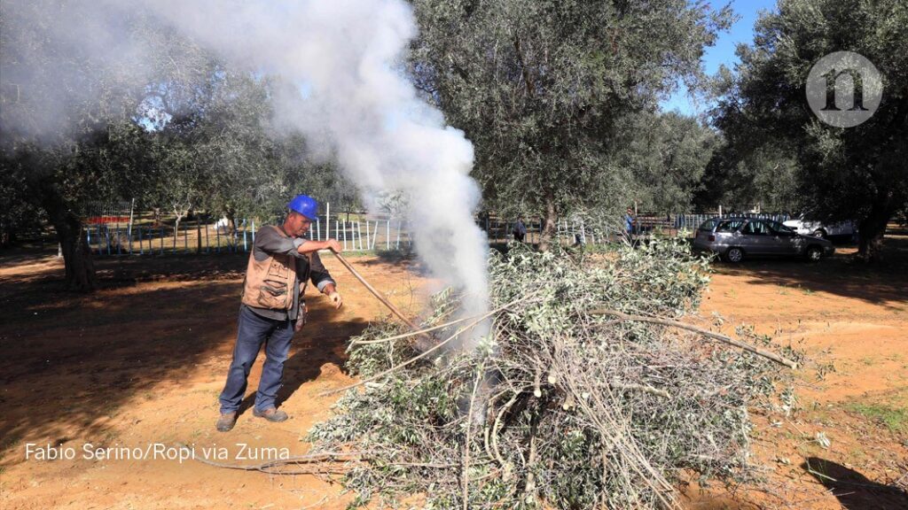 Italy’s olive crisis intensifies as deadly tree disease spreads