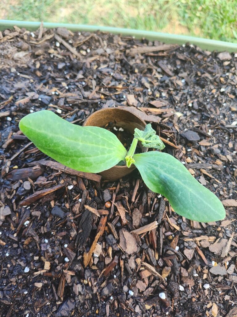 Zucchini seedling's first true leaf wilted, will the plant die?