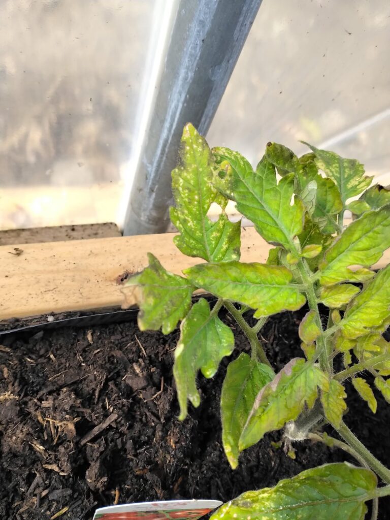 Help my tomatoes please