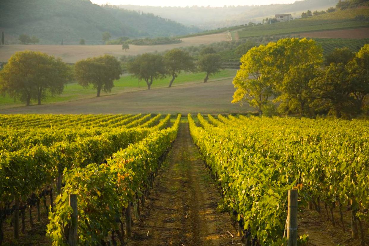 David Epperson / Getty Images Sangiovese grapes grown in Tuscany.